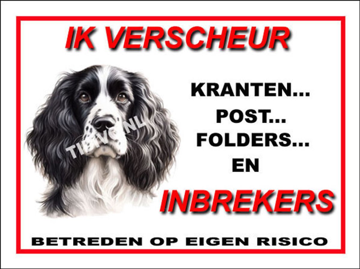 Engelse Springer Spaniel 8