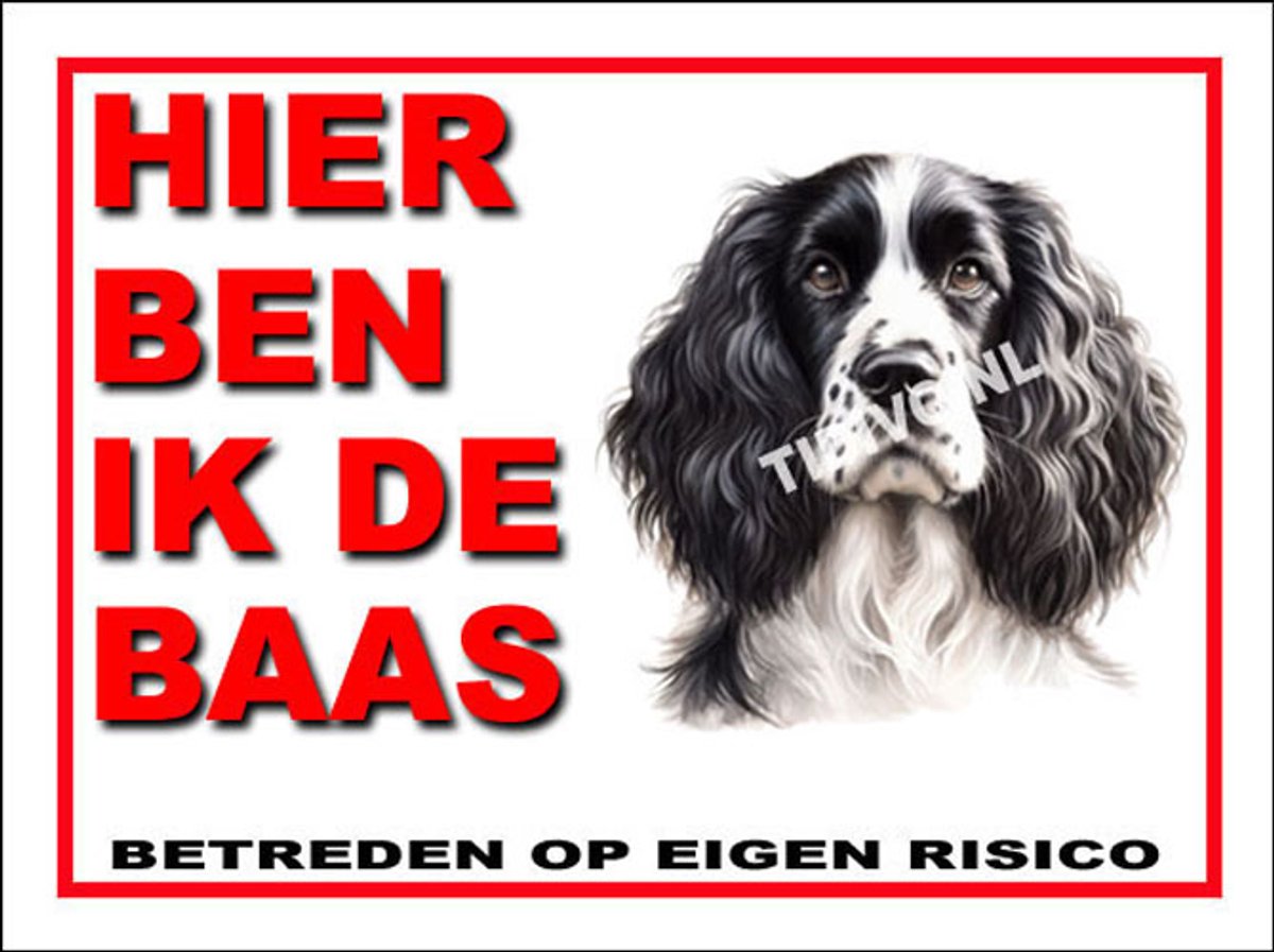 Engelse Springer Spaniel 2