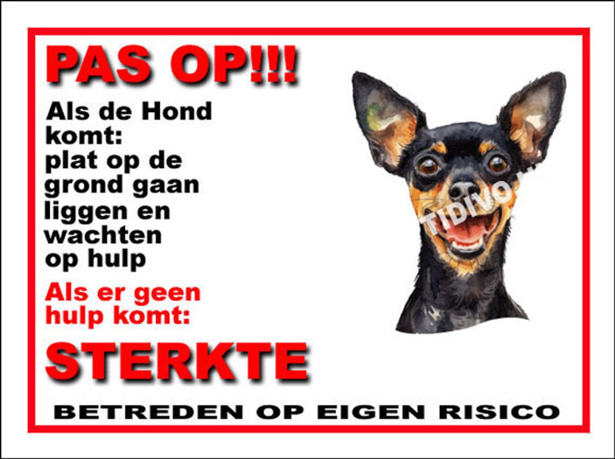 Engelse Toy Terrier 12