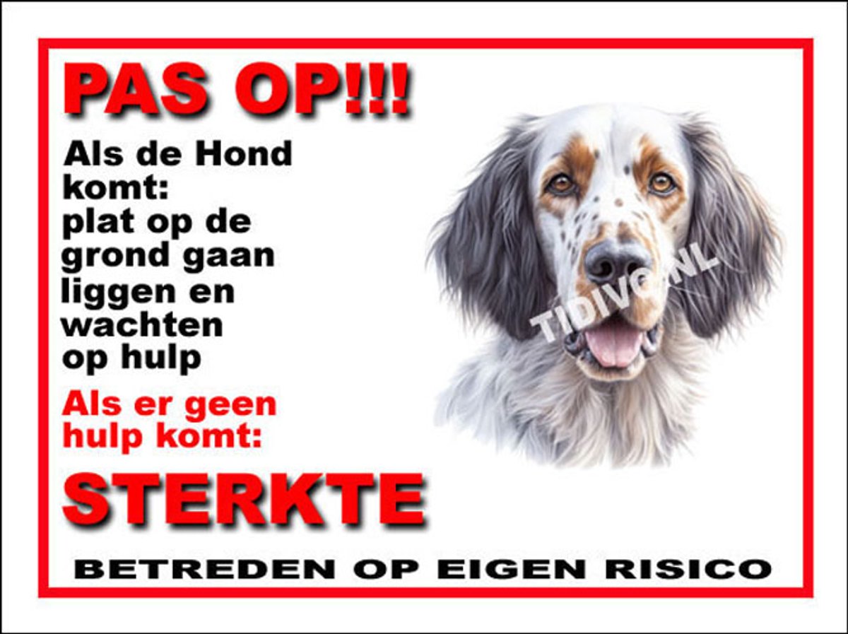 Engelse Setter 12
