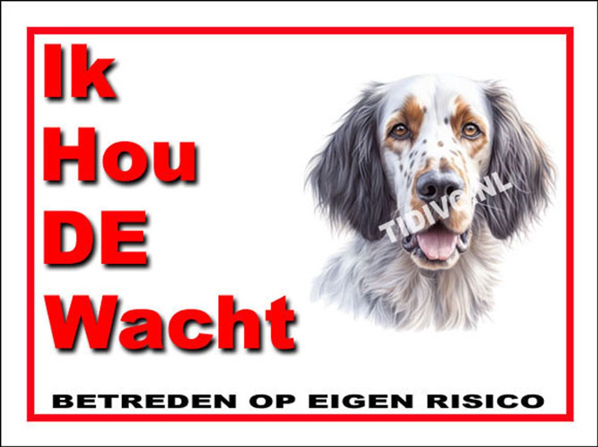 Engelse Setter 7
