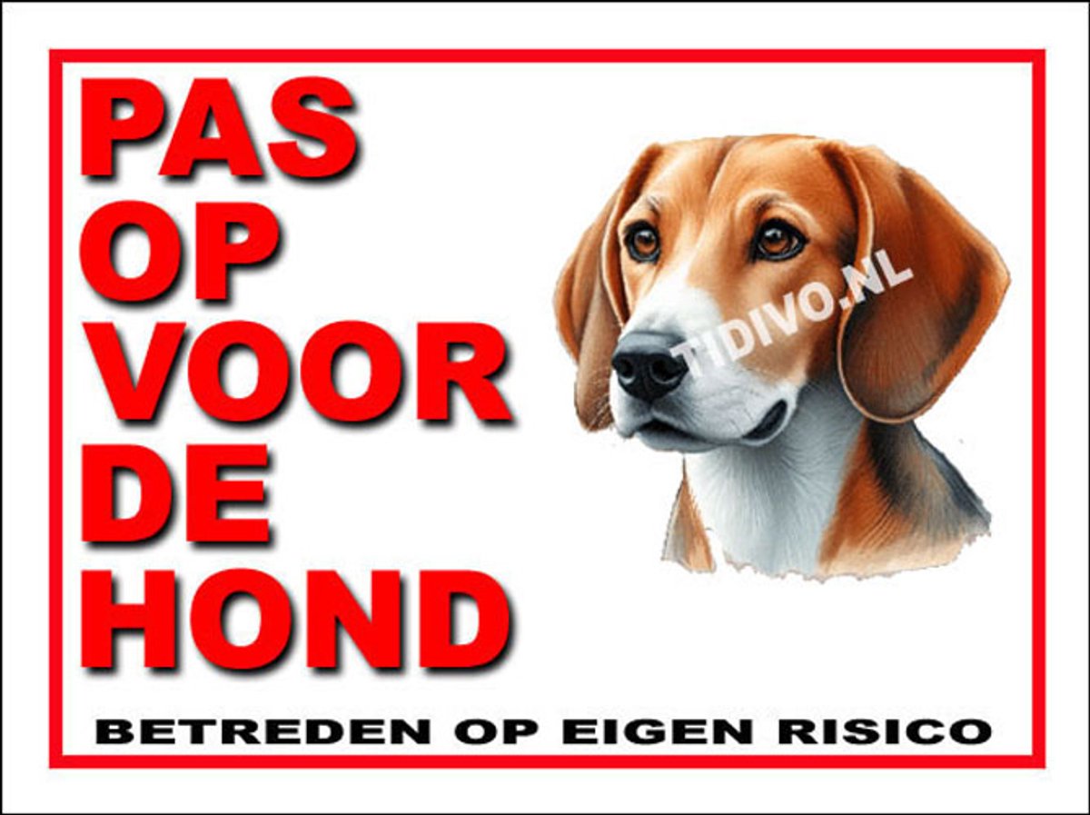 Engelse Foxhound 13