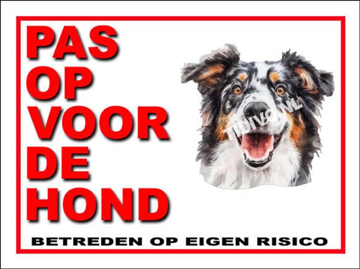 Engelse Shepherd 13