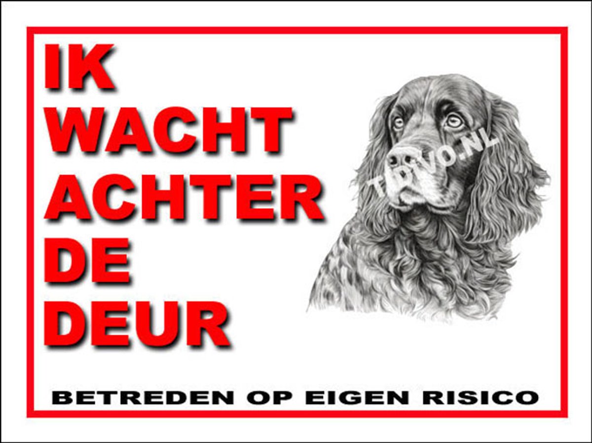 Field Spaniel 10
