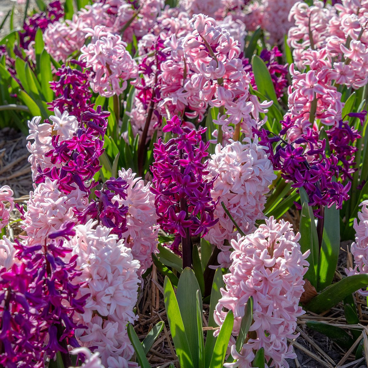 Hyacint roze gemengd | 5 stuks | Roze | Hyacintenbollen