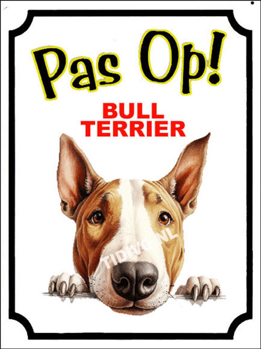 Bull Terrier 16