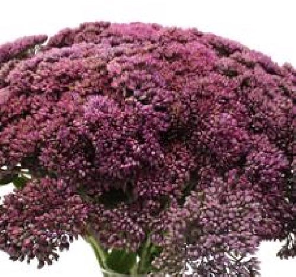 25x Sedum milka 50cm