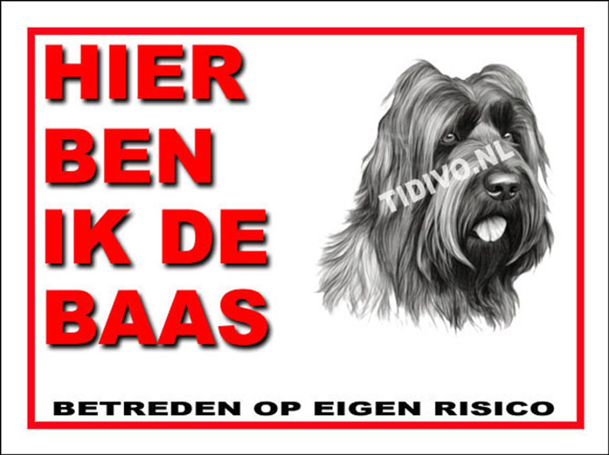 Briard 2