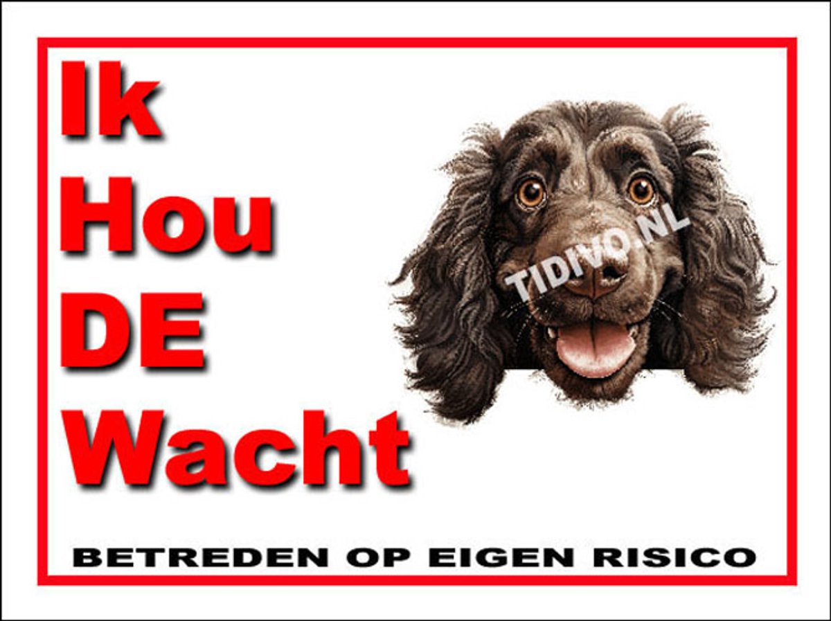 Boykin Spaniel 7