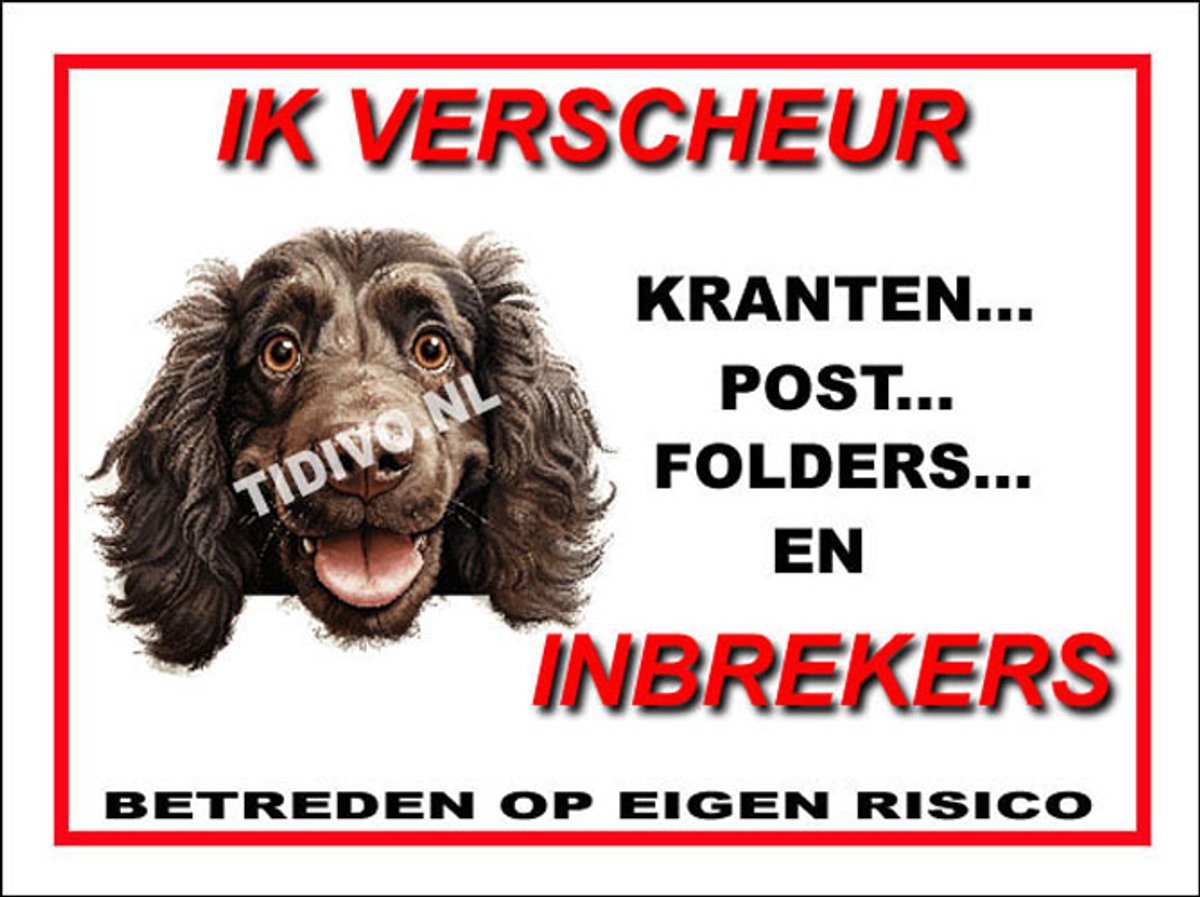 Boykin Spaniel 8