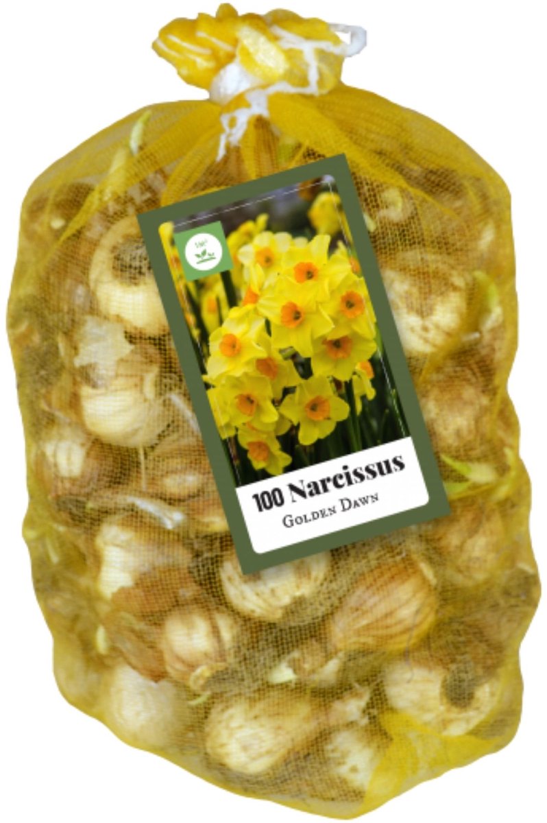 Narcis (Narcissus) - Meerbloemige sen Golden Dawn - sus (XL-Verpakking) - Bijen-Vlinders - Snijbloemen - Geurend - Voorjaarsbollen