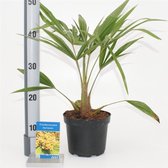 3 pièces) | Trachycarpus fortunei C2 25-30 cm