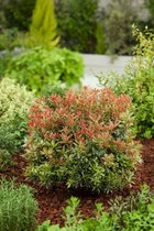 1 pièce) | Pieris japonica 'Petite Bruyère' C3 25-30 cm
