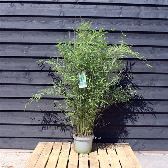 Fargesia Winter Joy 5,5L - 125 cm | Bamboe Haag Direct