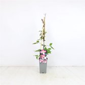 3 pièces | Clématite 'Tetrarose' C2 60-70 cm