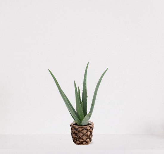 Aloë Vera dans un panier décoratif Guusje – succulente – facile à entretenir – 35-45cm – Ø13 – livrée avec un pot de fleurs – fraîchement sortie de la pépinière