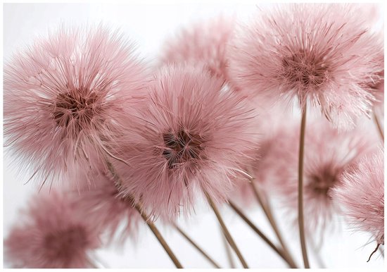 WALLARENA - Fotobehang - 400x280 cm - Roze natuur 3D paardenbloemen voor slaapkamer en woonkamer