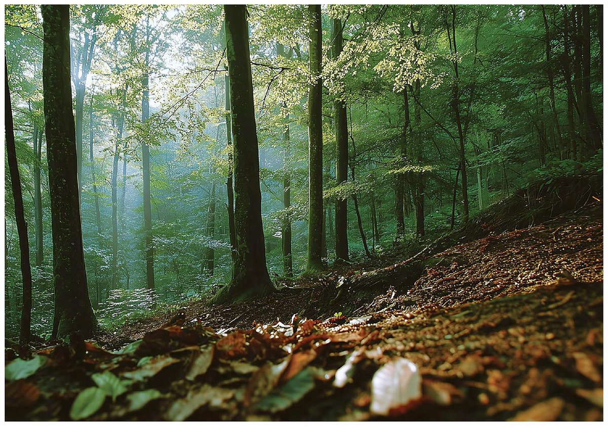WALLARENA - Fotobehang - 150x105 cm - 3D natuur bos landschap met bomen voor slaapkamer en woonkamer