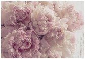 WALLARENA - Fotobehang - 400x280 cm - Fototapete met roze pioenrozen voor slaapkamer en woonkamer
