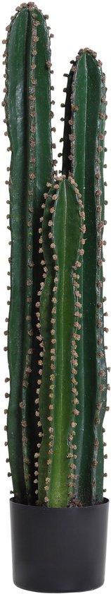 Een staande groene cactus met drie stengels in een zwarte pot.