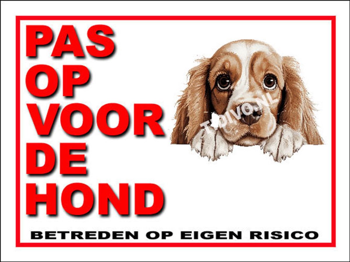 Amerikaanse Cocker Spaniel 13