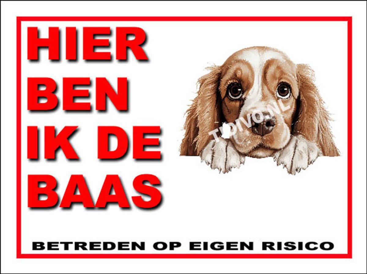 Amerikaanse Cocker Spaniel 2