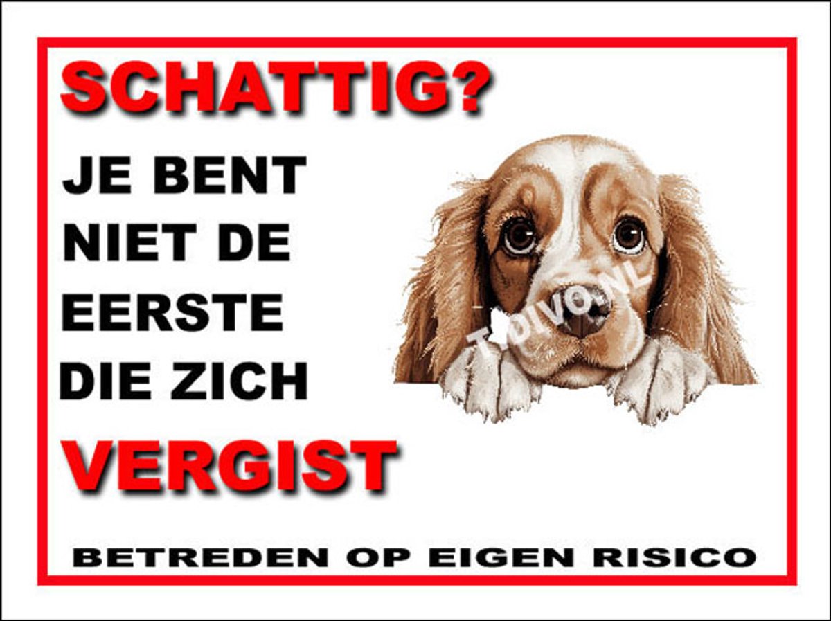 Amerikaanse Cocker Spaniel 14