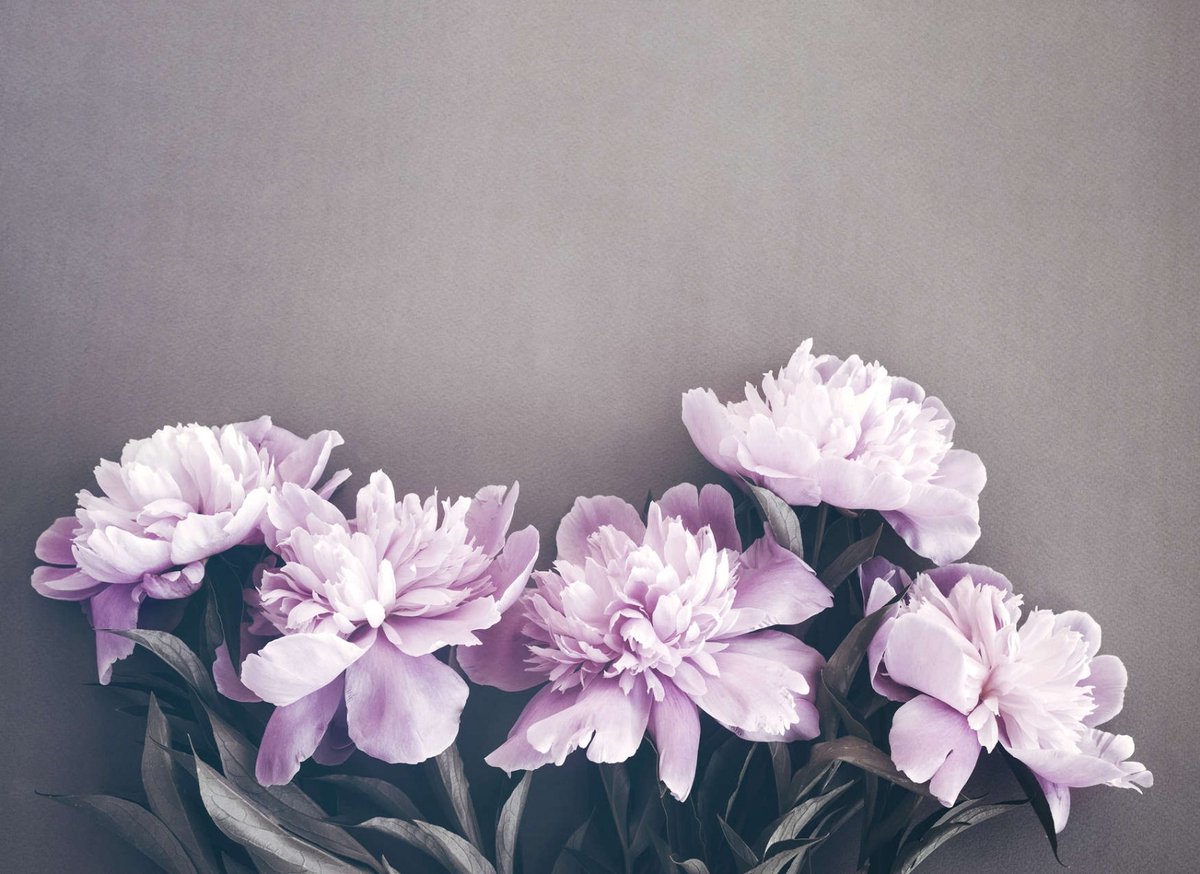 Fototapete Designwalls 2 DD123726 PinkPeonies