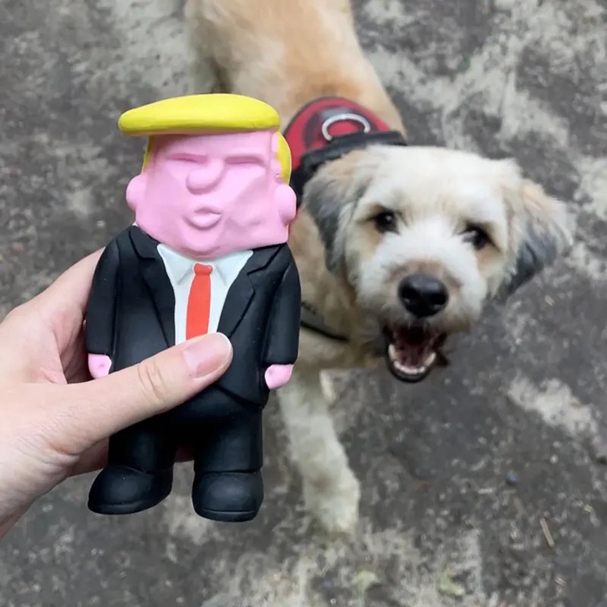 Donald Trump Squeaky “Bite Me” Dog Toy - Honden speelgoed - Honden Speeltjes - Piepspeelgoed - Natuur Latex - Voor Kleine en Middelgrote Honden - Dog Chew Squeaky Toy for Small and Medium Dogs - Birthday Gift Verjaardag Cadeau - Natural Latex