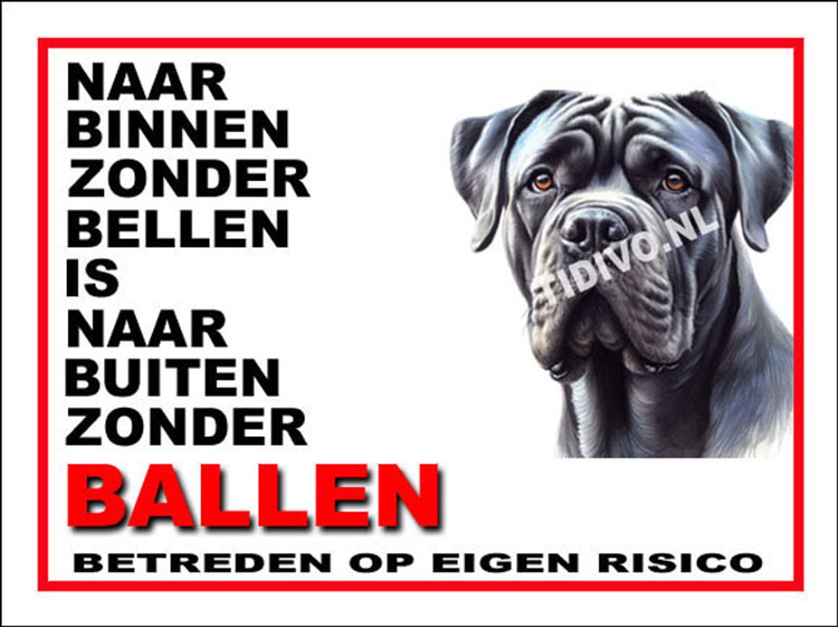 Cane Corso 11