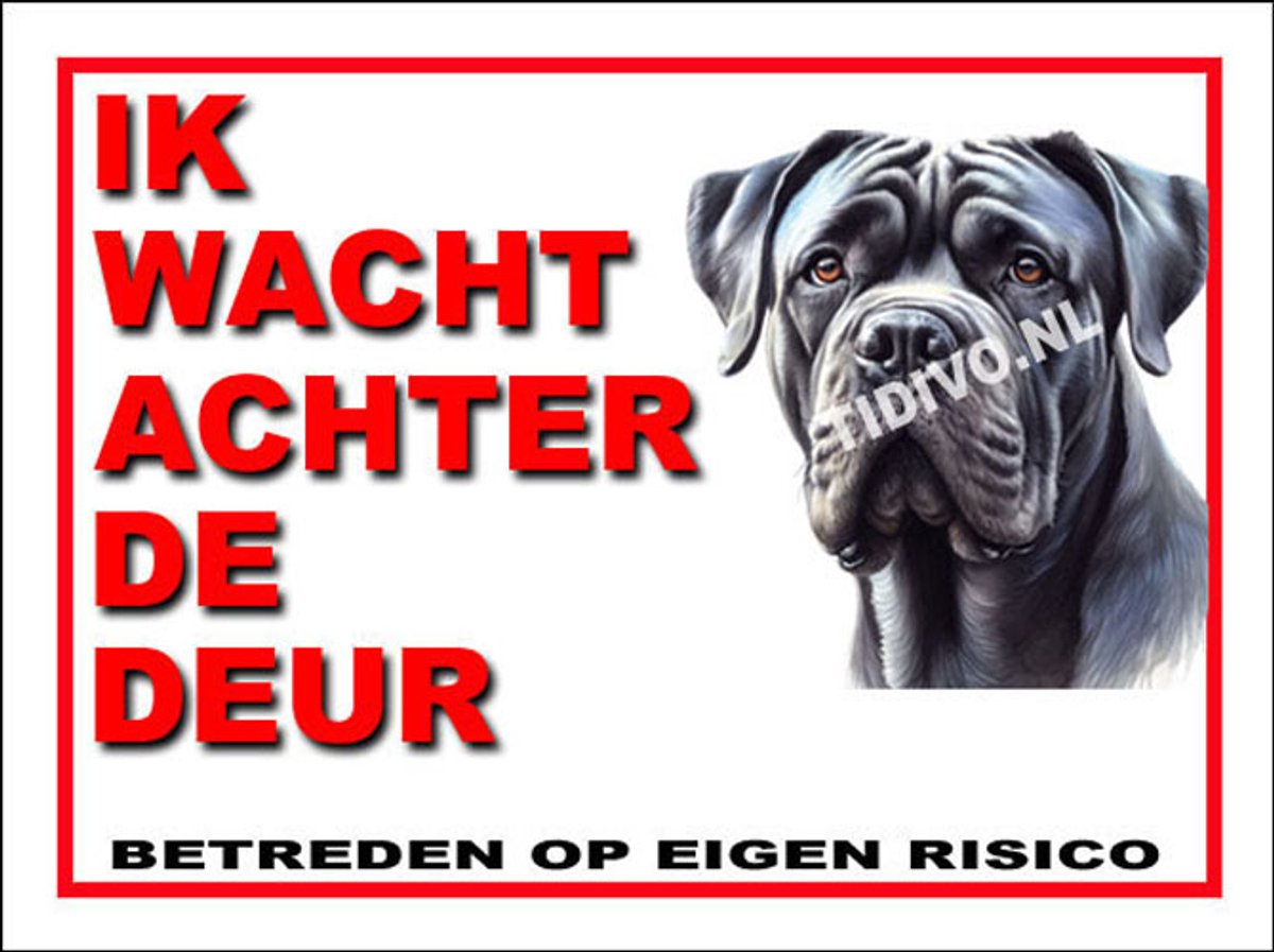 Cane Corso 10