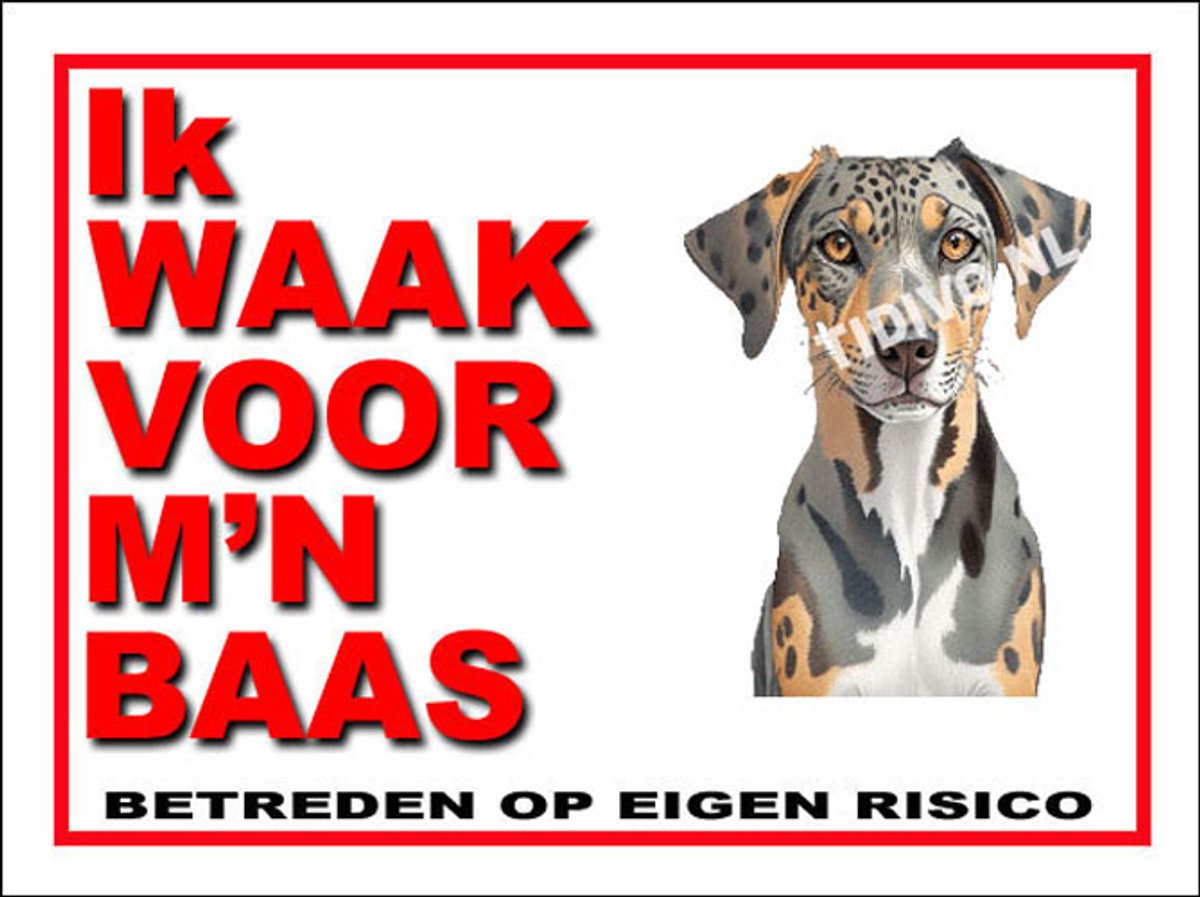 Catahoula Leopard Dog 9