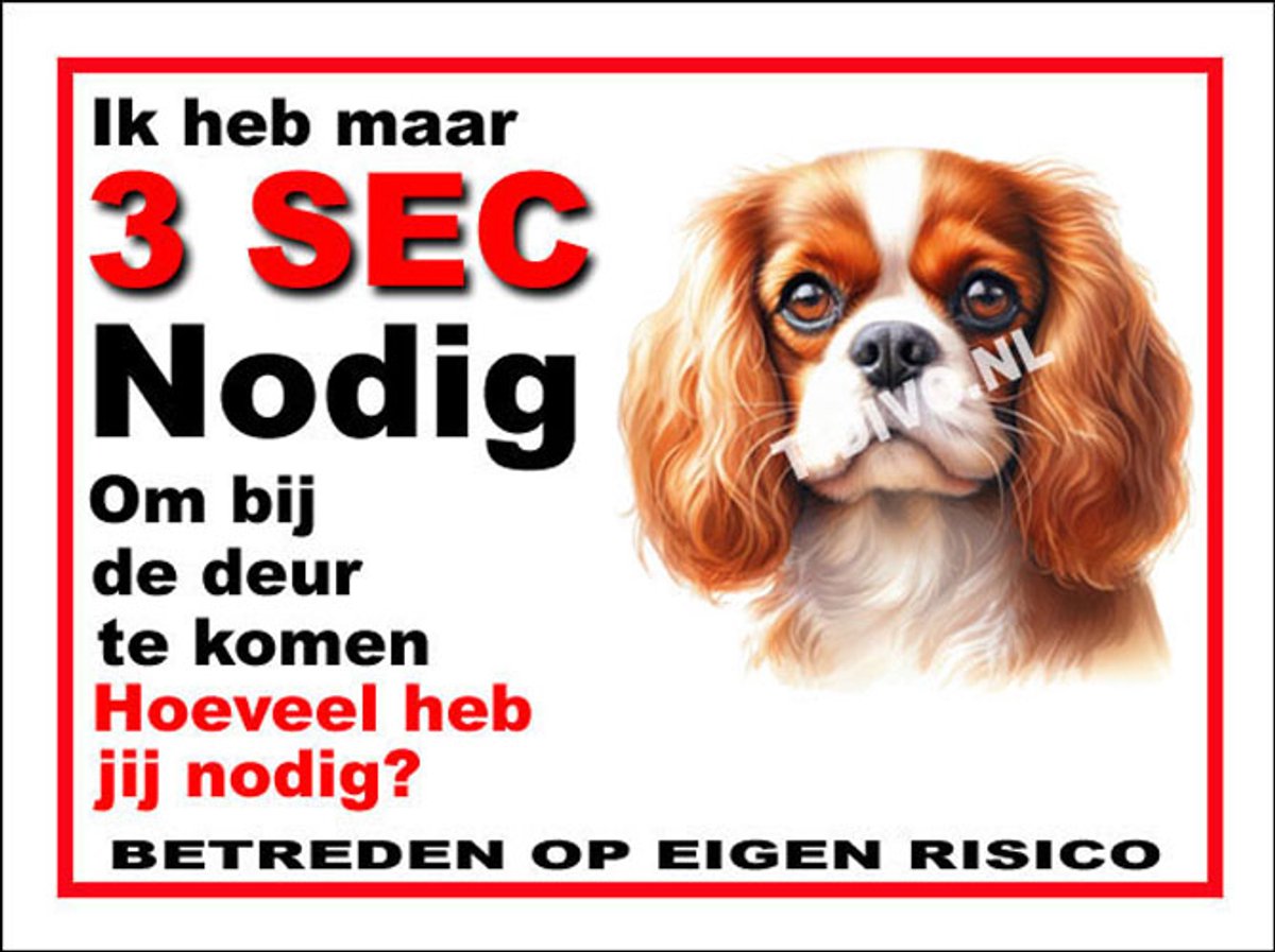 Cavalier King Charles Spaniël 6