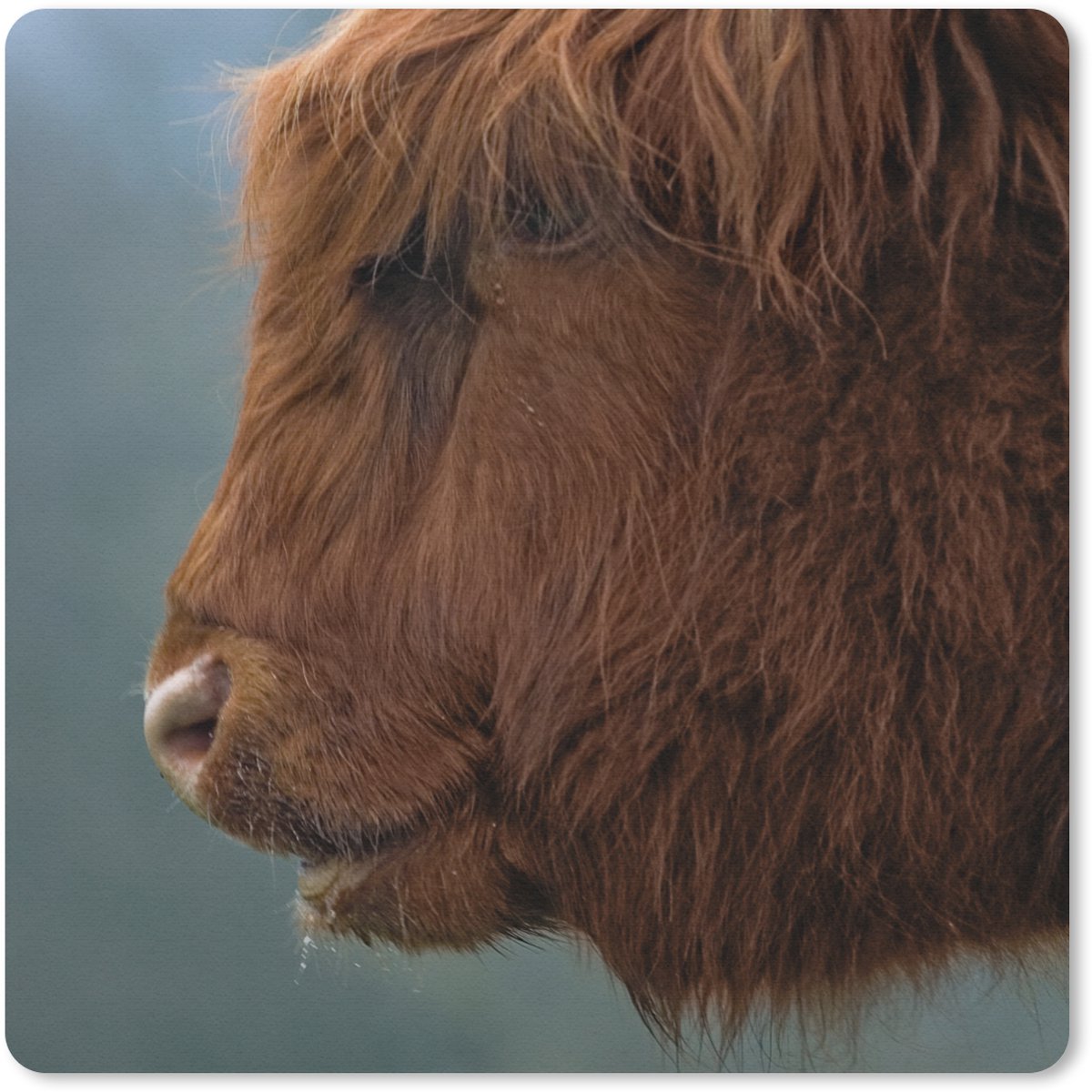 Muismat 30x30 cm - Mousepad Schotse Hooglander - Dieren - Mist - Muismatten