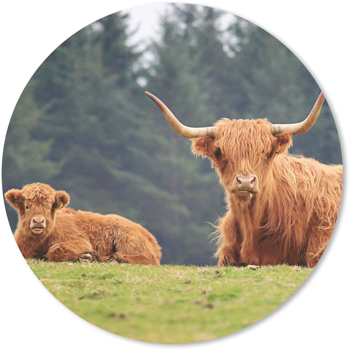 Muismat rond 20x20 cm - Mousepad Schotse Hooglanders - Gras - Bos - Ronde muismatten