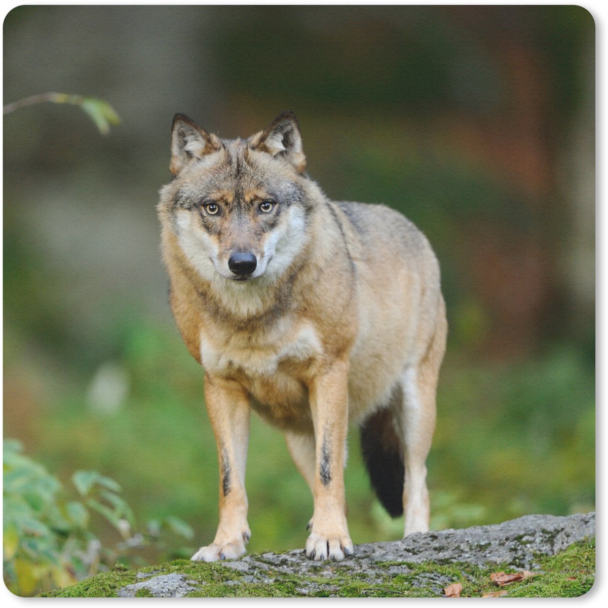 Muismat 30x30 cm - Mousepad Wolf - Azië - Planten - Muismatten