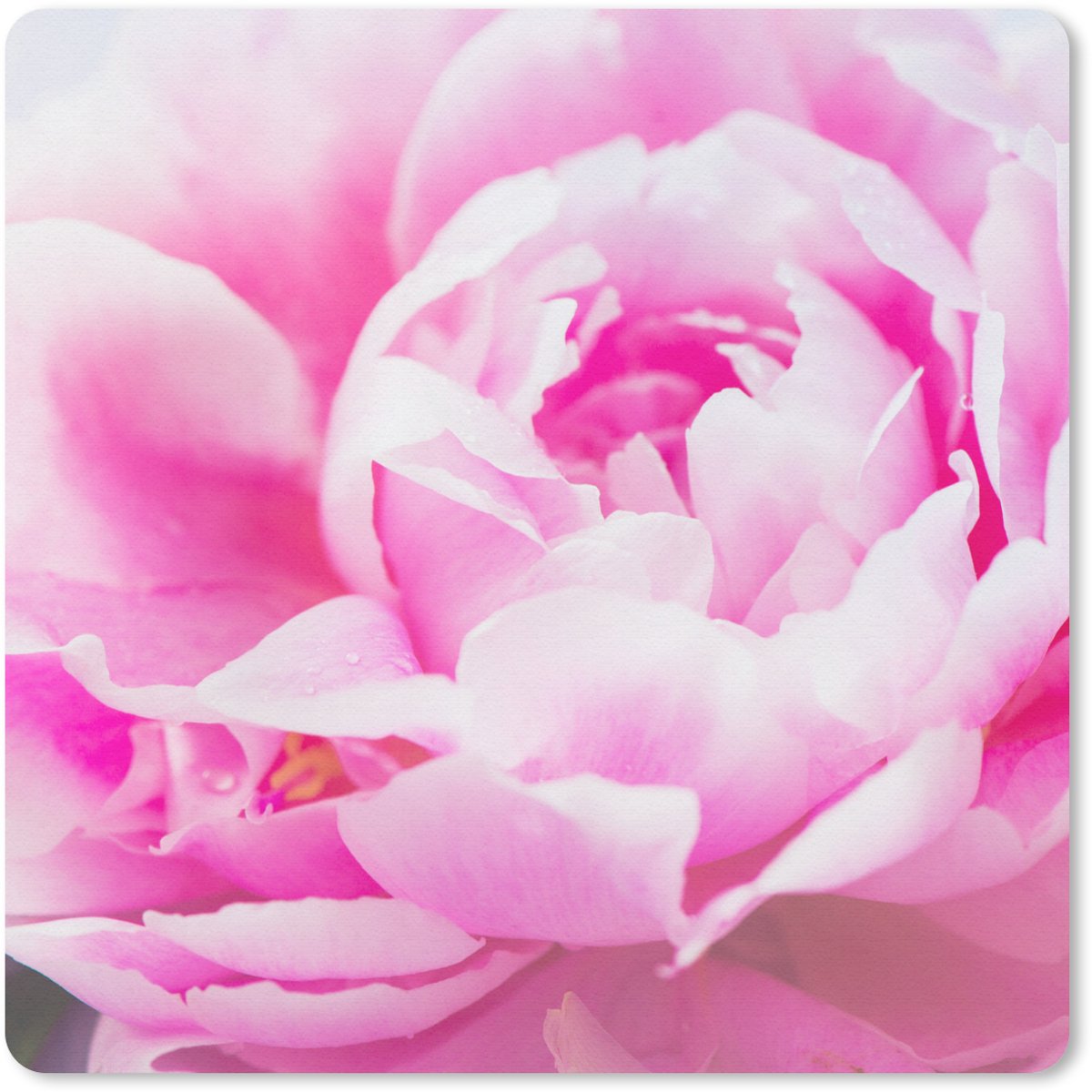 Muismat 30x30 cm - Mousepad Close-up van een roze pioenroos met bladeren - Muismatten