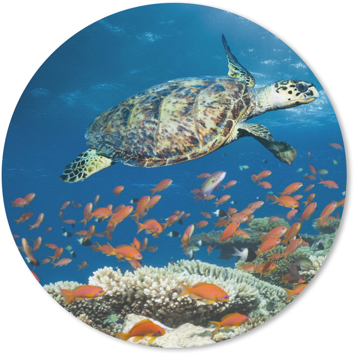 Muismat rond 50x50 cm - Mousepad Koraalrif met schildpad - Ronde muismatten