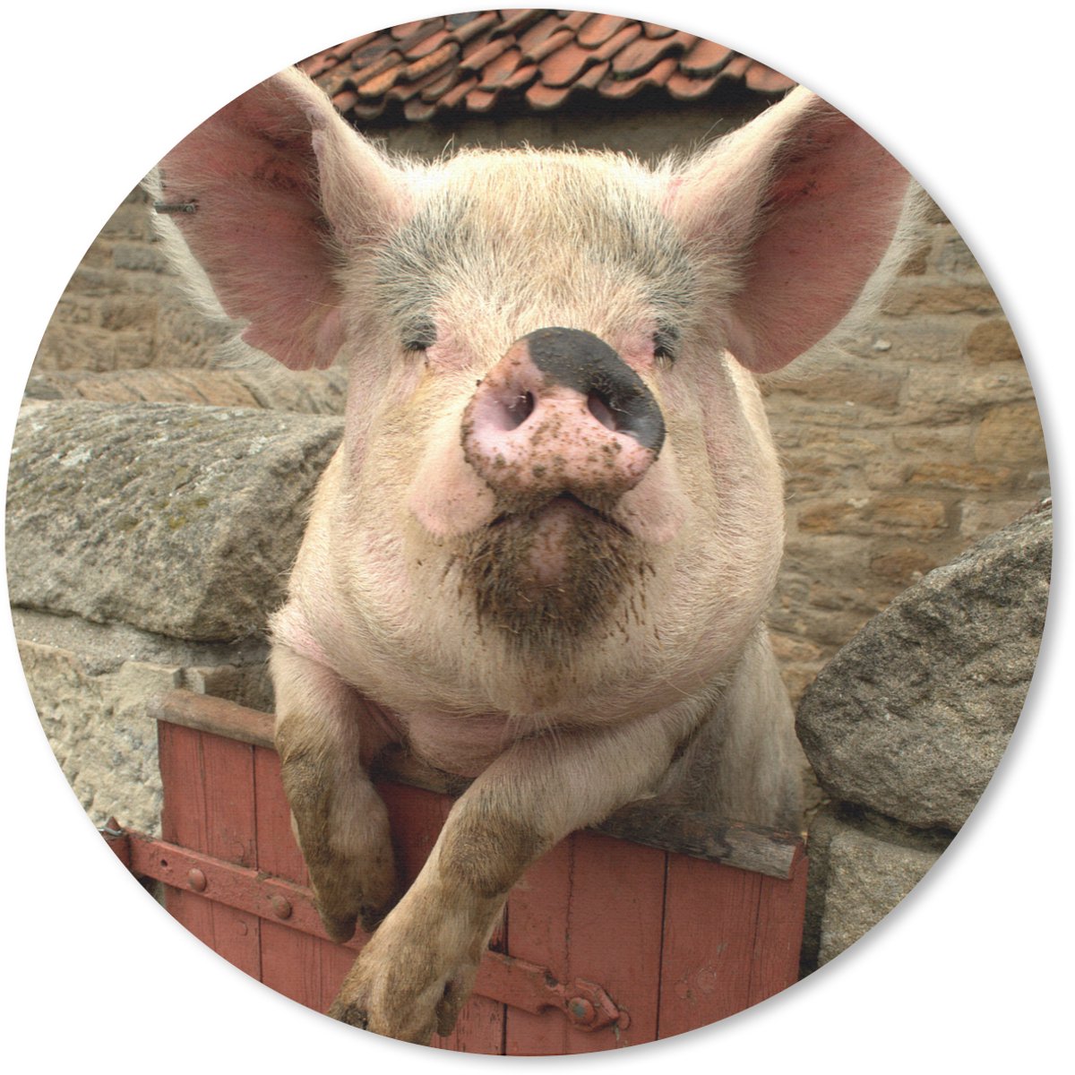 Muismat rond 30x30 cm - Mousepad Varken - Roze - Dier - Ronde muismatten