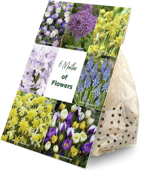 Bloomique - Mix van 100 - 6 Maanden Bloemen - Mix van Kleuren - Mix van 7 Soorten - Bloembollen - Voorjaarsbloeiend - Meerjarige Planten - Groeit van 5 tot 90 cm