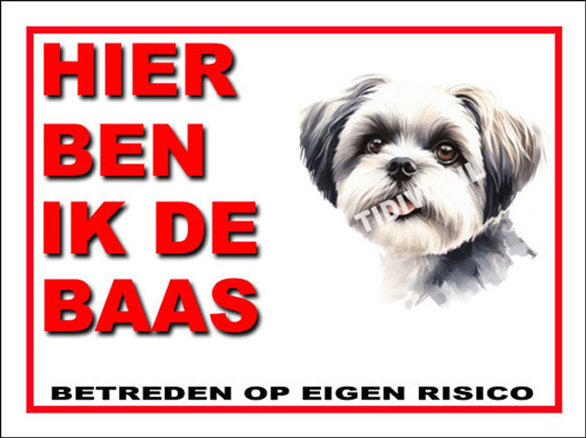 Shih Tzu 2