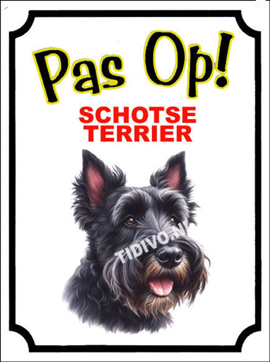 Schotsche Terrier 16