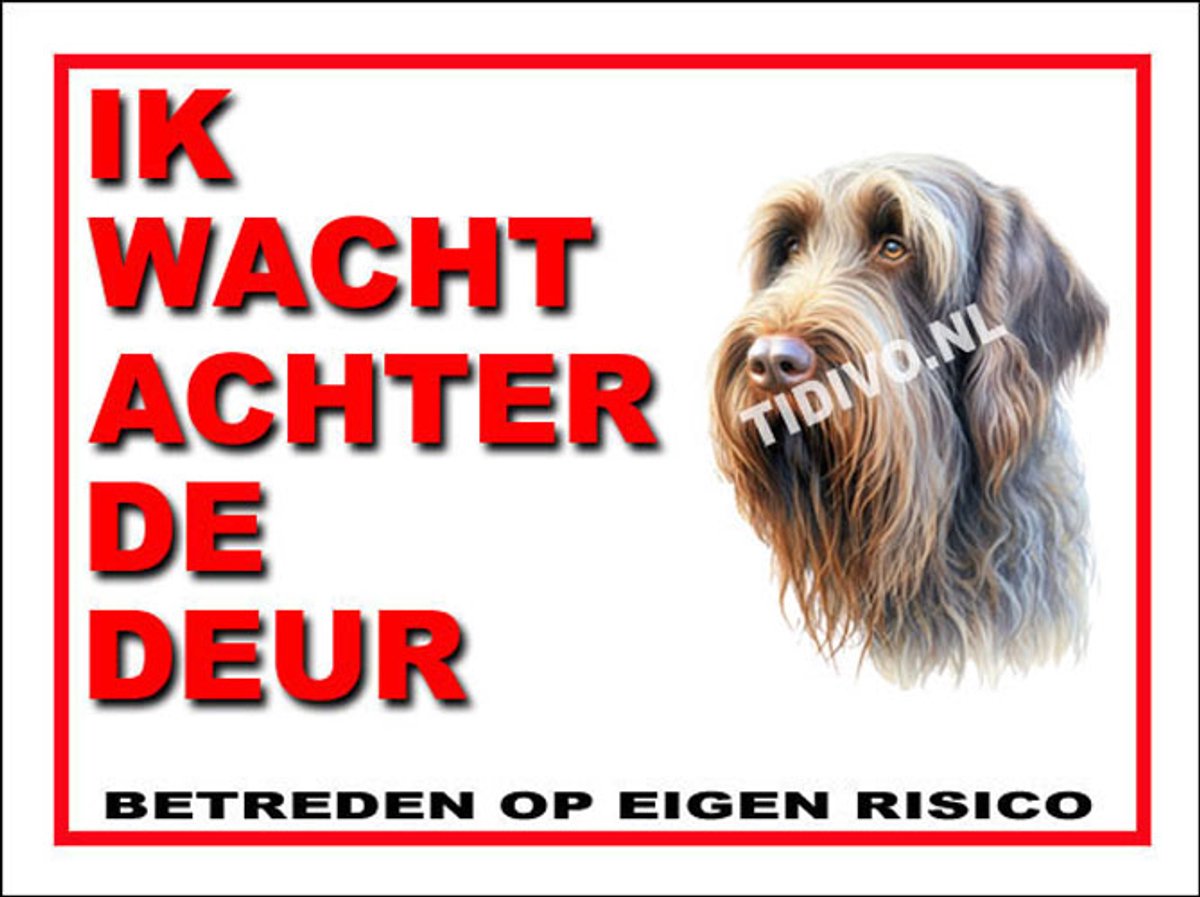 Spinone Italiano 10