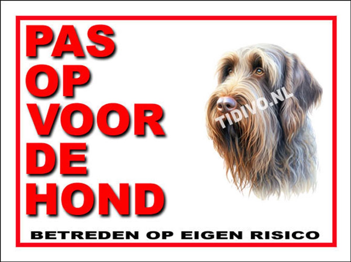 Spinone Italiano 13