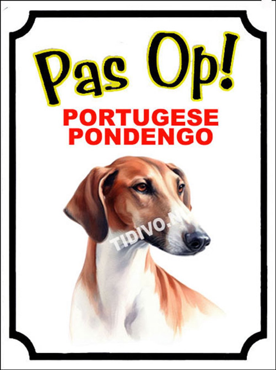Podengo 16