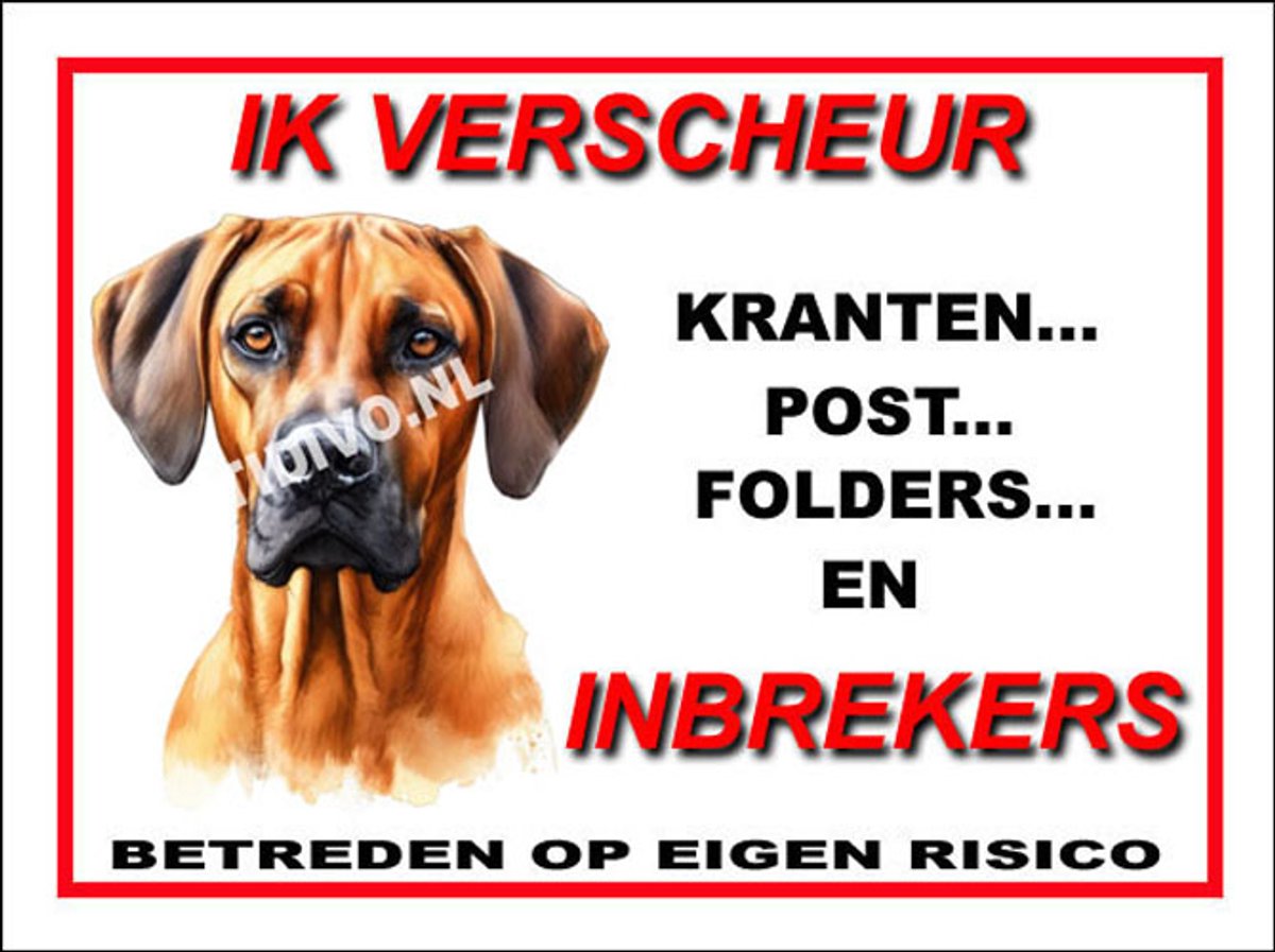 Rhodesian Ridgeback 8