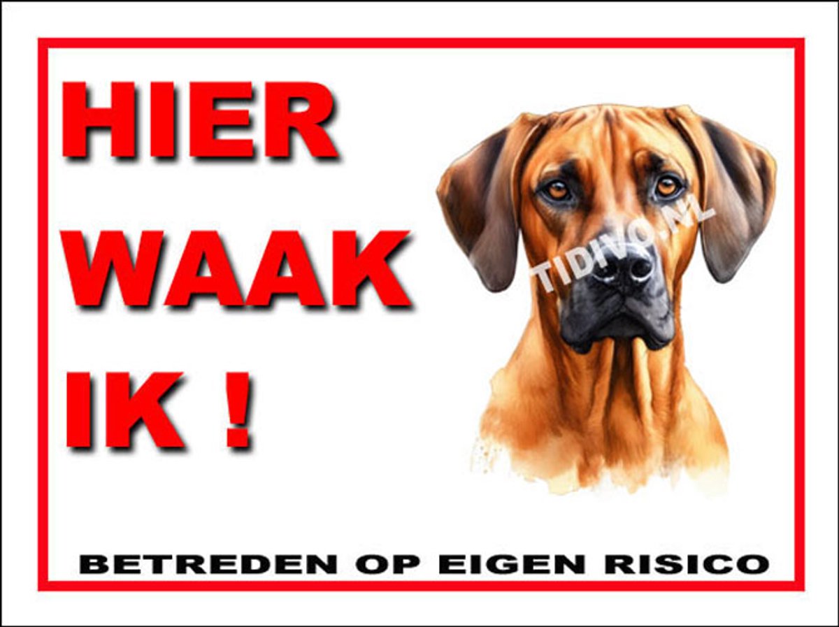 Rhodesian Ridgeback 3
