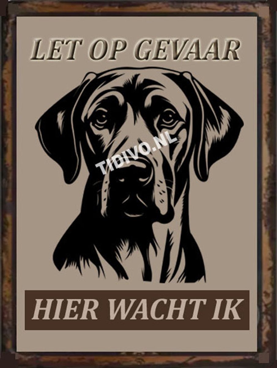 Rhodesian Ridgeback 18