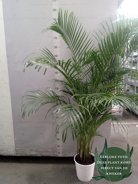 Dypsis lutescens Chrysalidoca - Hoogte 175cm - Potmaat 27cm - Luchtzuiverende Kamerplant - Plant binnen