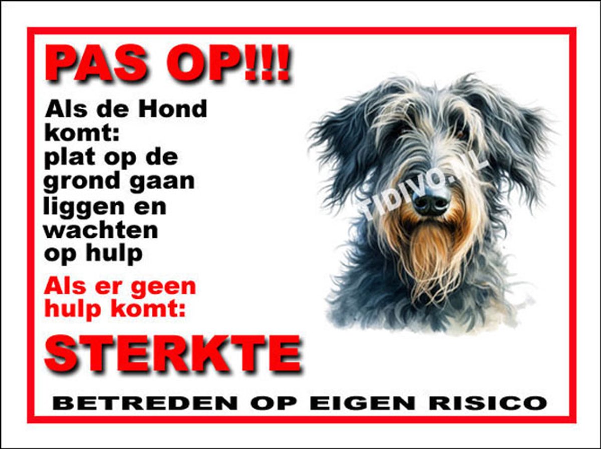Schotse Deerhound 12